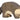 HOLZTIGER Waschbär